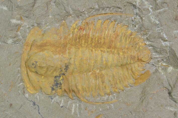 Hamatolenus vincenti Trilobite Molt - Tinjdad, Morocco #138568